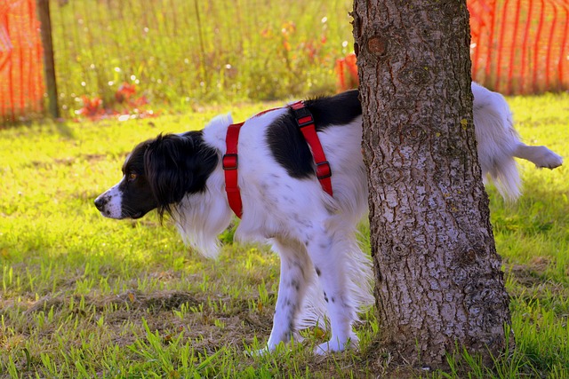 pes značkuje strom