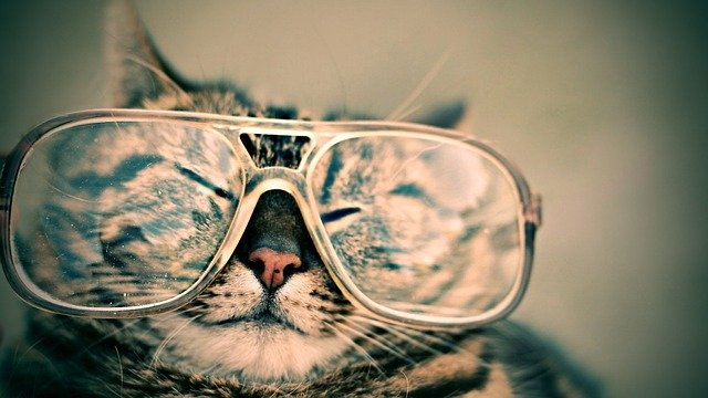 kočka s brýlemi